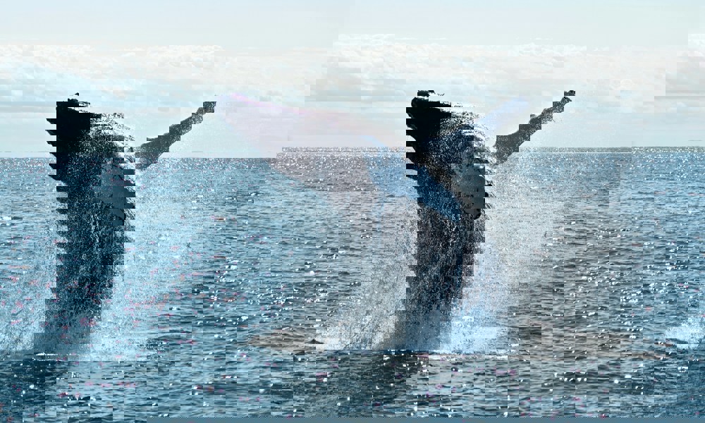 Kampen om havets kæmper – mennesket og hvalen