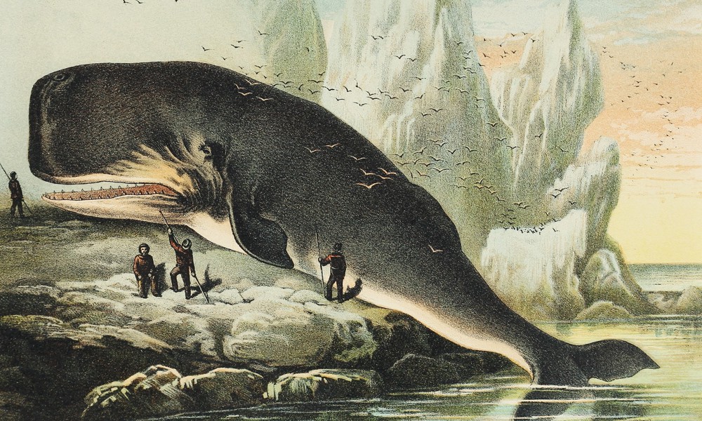 Kampen om havets kæmper – mennesket og hvalen
