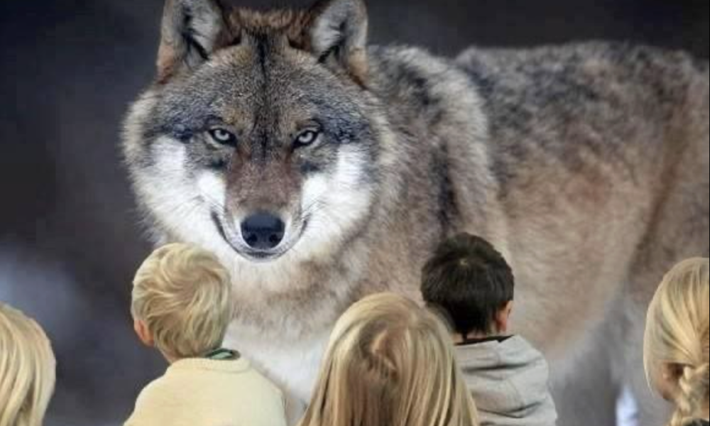 Gæt en ulv - bliv ulveekspert på en eftermiddag