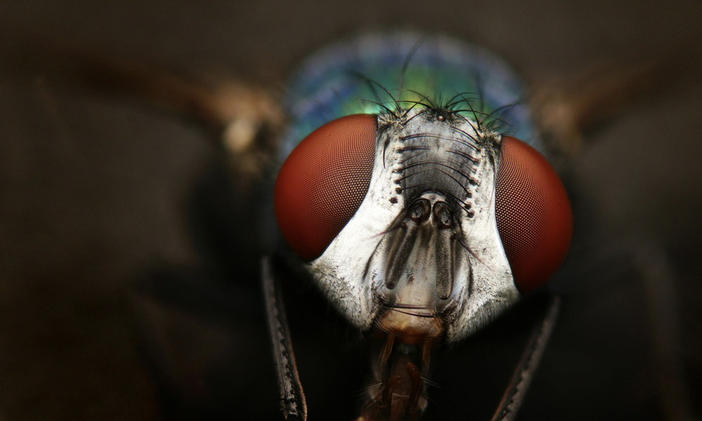 Retsentomologi – når insekter opklarer forbrydelser